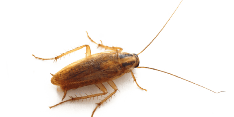 Image of a German Roach
