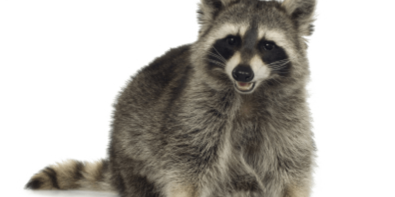 Image of a Raccoon