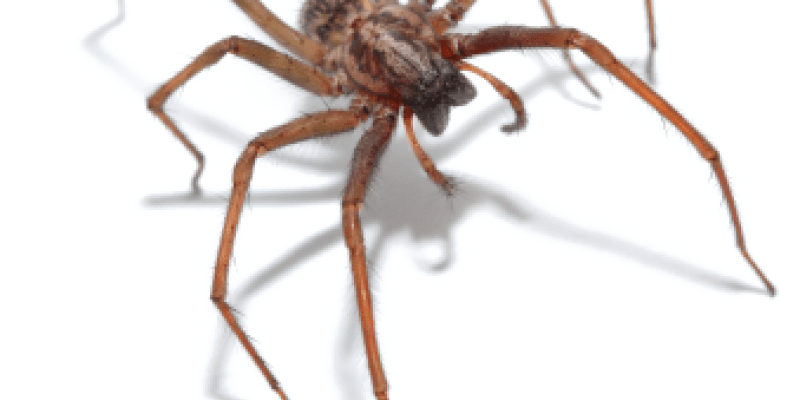 Image of a large spider