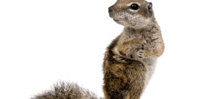 Image of a Squirrel
