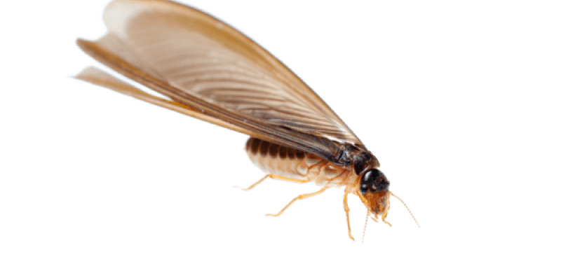 Image of a termite with large wings