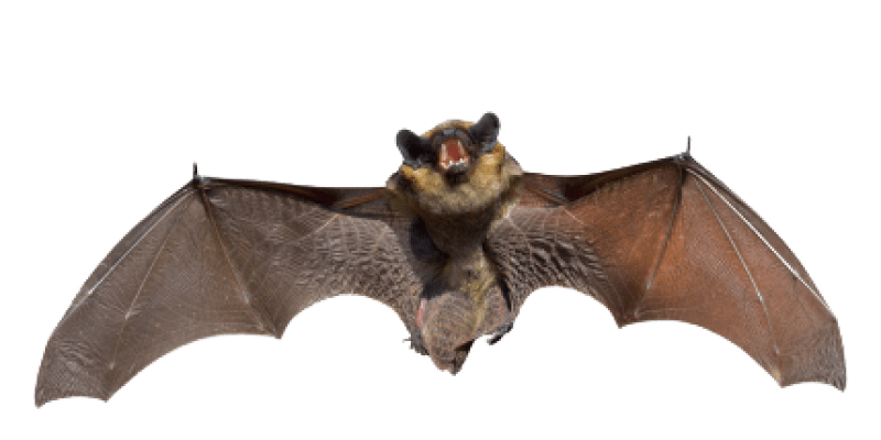 Image of a bat