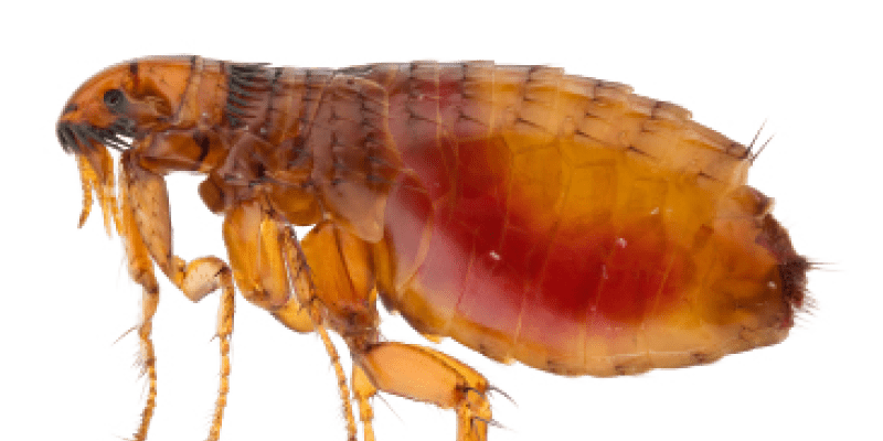 Image of a flea