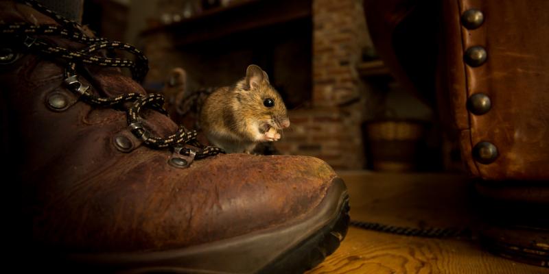 Image of a mouse on an old boot