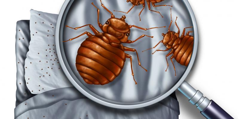 Illustration of a magnifying glass revealing bed bugs