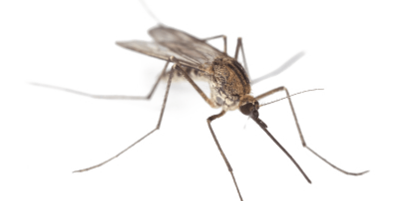 Image of a mosquitoes