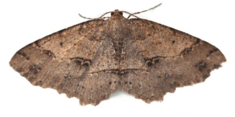 Image of a large moth