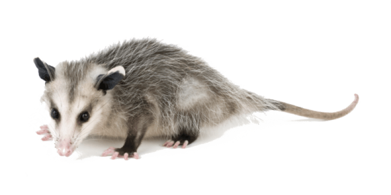 Opossum