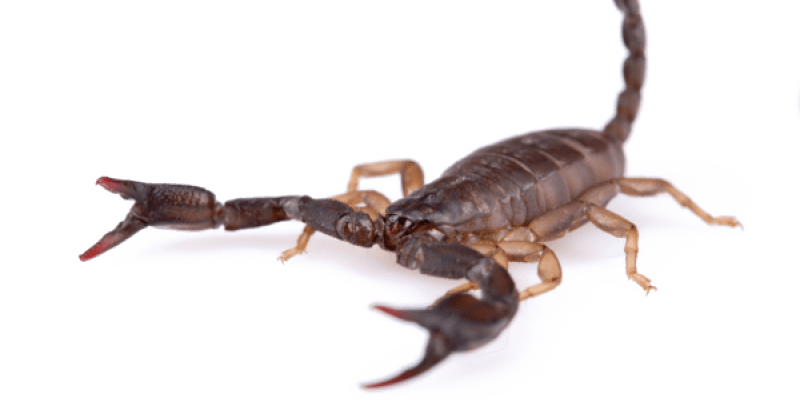 Image of a scorpion