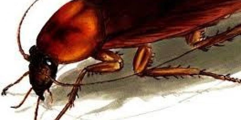 Image of a large brown cockroach