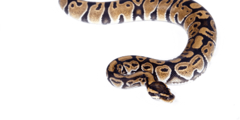 Image of a large snake