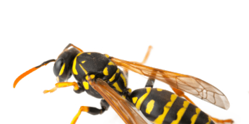 Image of a wasp