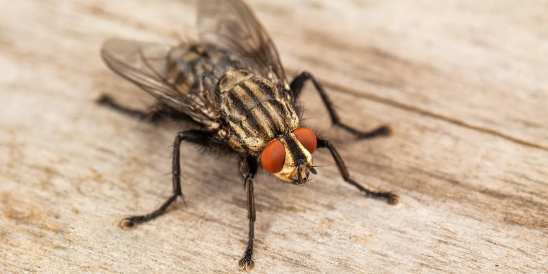 Fly on a wooden plank