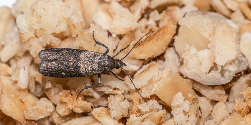 A moth crawling through some cereal