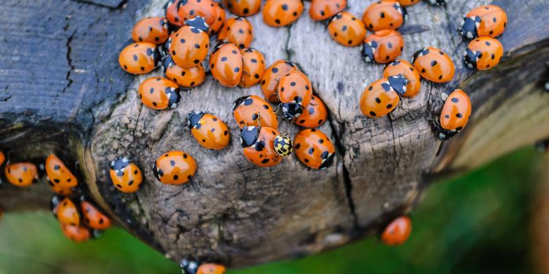 ladybugs on a piece of wood
