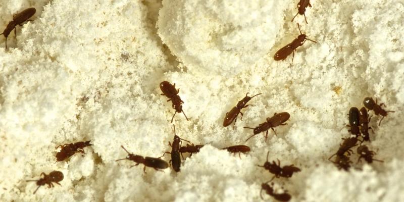 Sawtoothed Grain Beetles