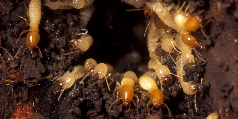 Termites