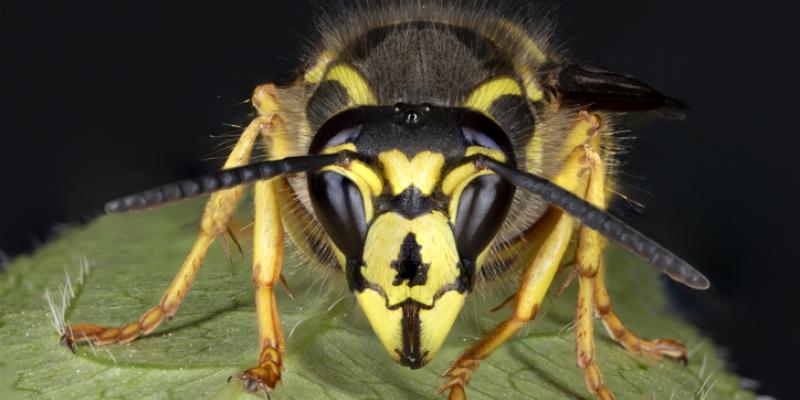 Image of a wasp