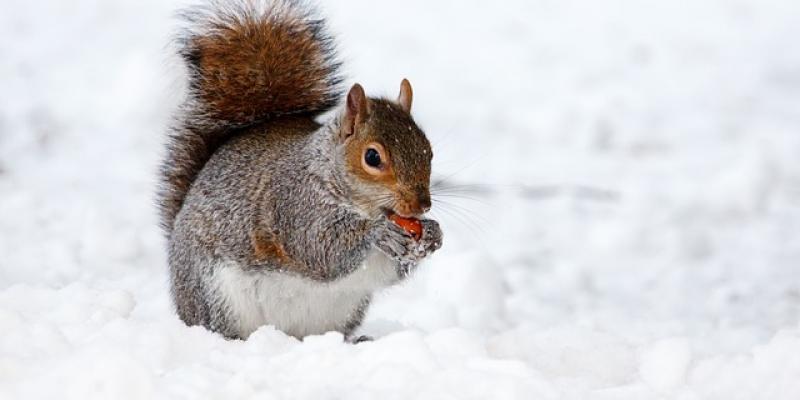 A squirrel in the snow