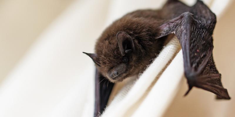 A bat clinging to a cloth