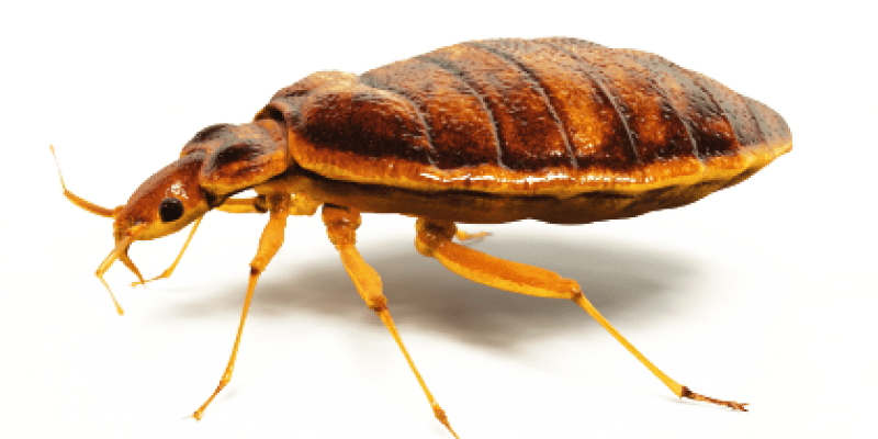 Close up image of a bed bug