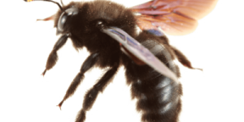 A fury carpenter bee