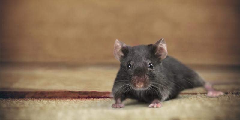 A mouse crawling across the floor