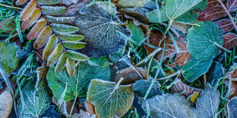 Image of frost covered plants