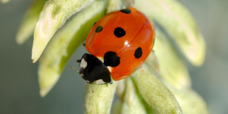 Lady bug on a plant
