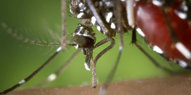 Close up of a mosquito