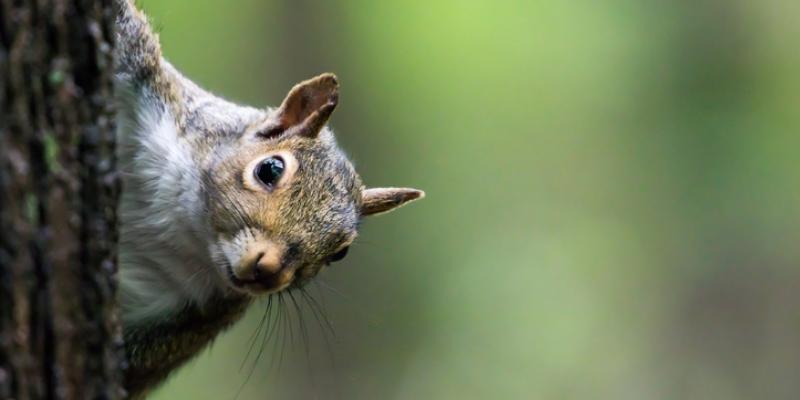 A Squirrel peeking out from behind a tree