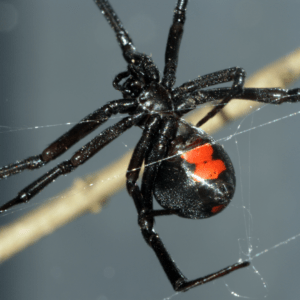 Black Widow