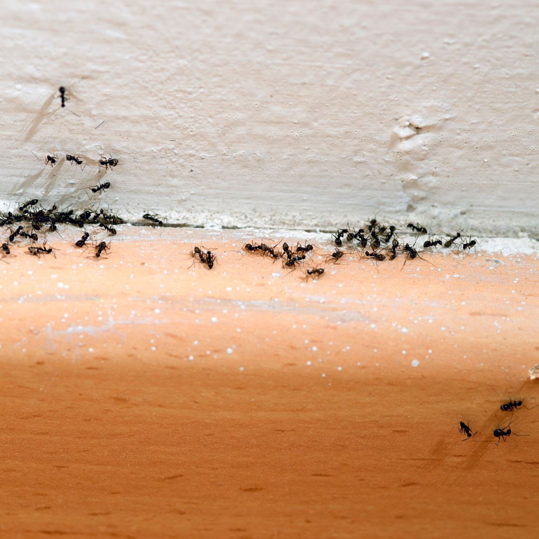 ant infestation