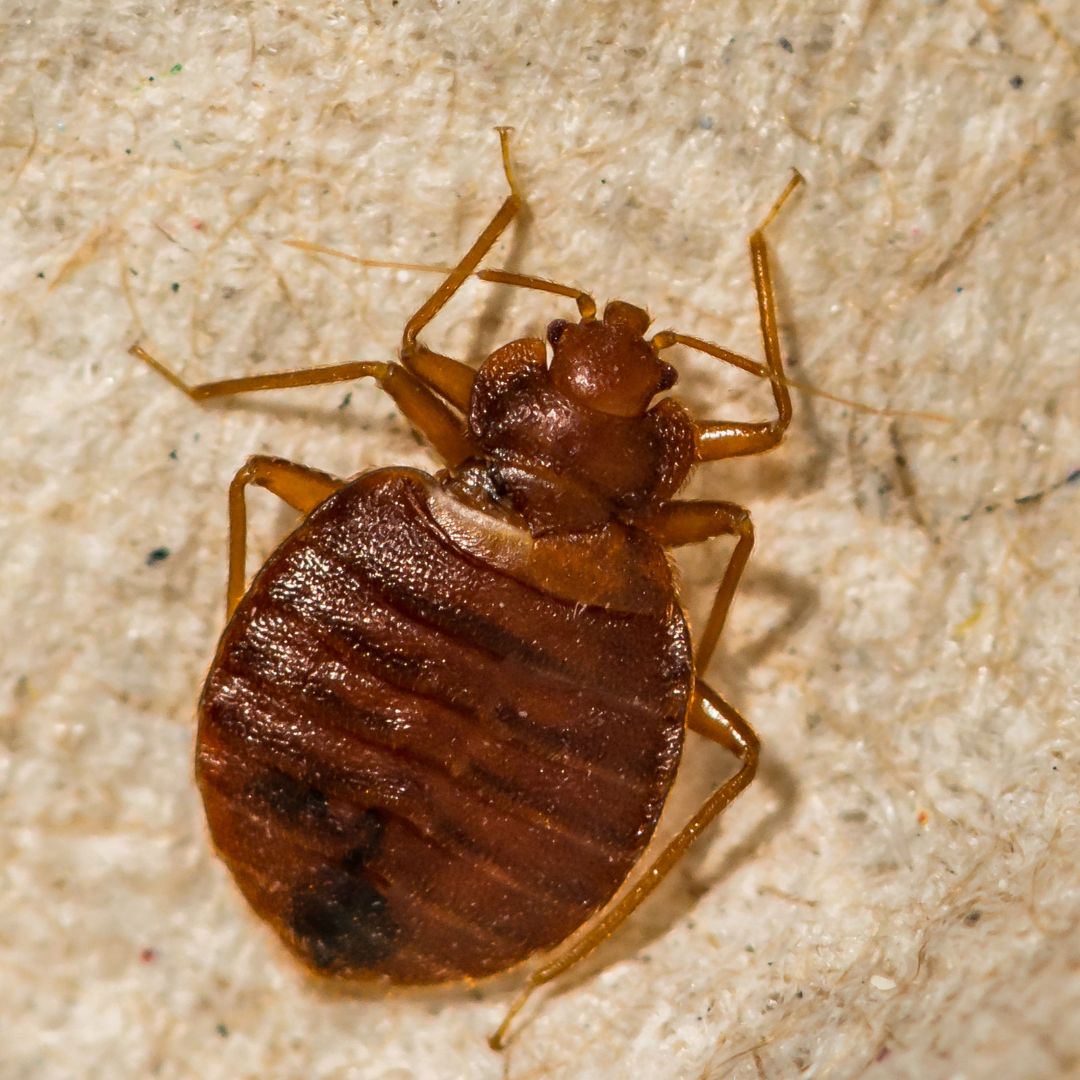 close-up of bed bug