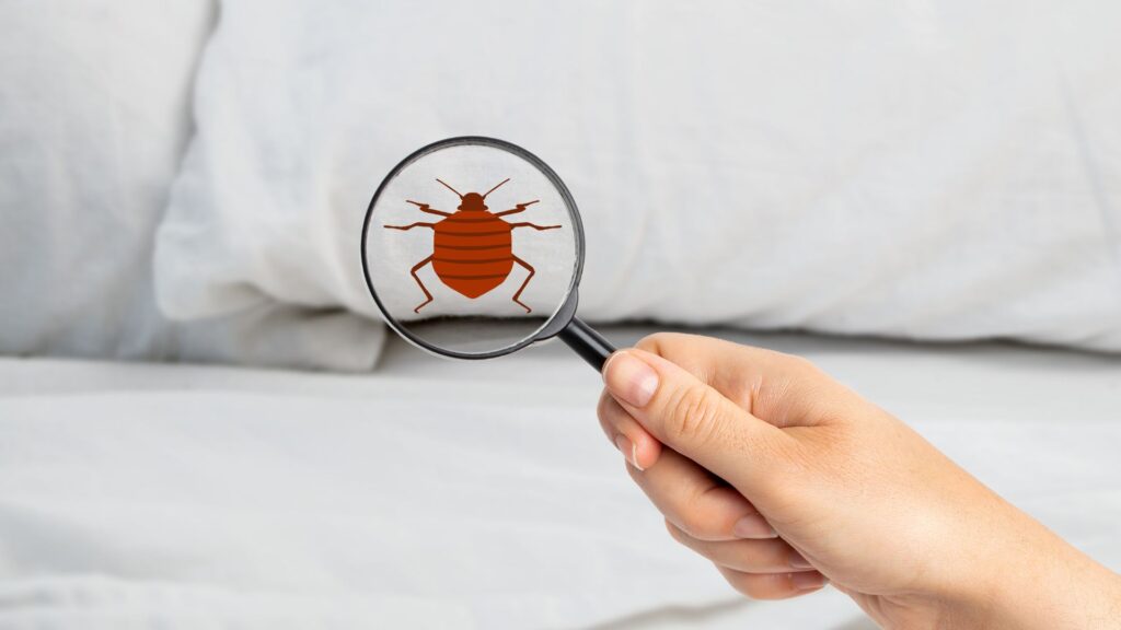 magnifying glass looking for bed bugs
