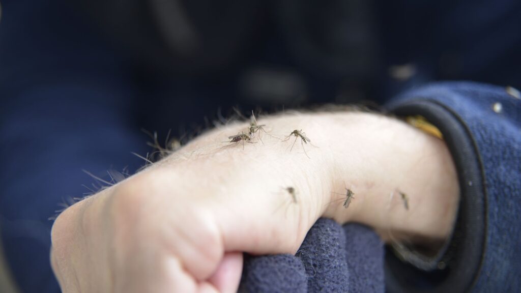 mosquitos on a person's arm