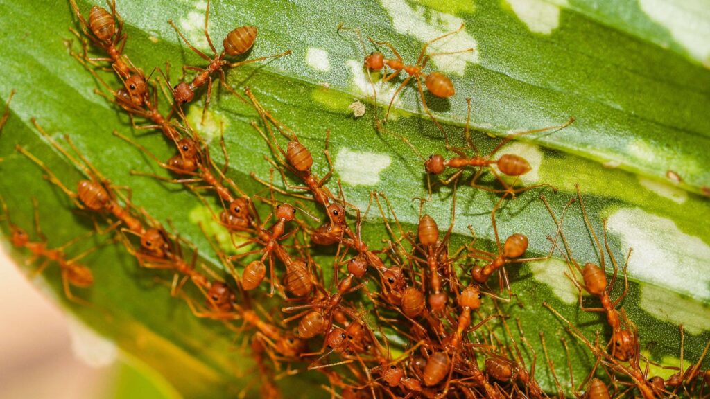 ants on leaf