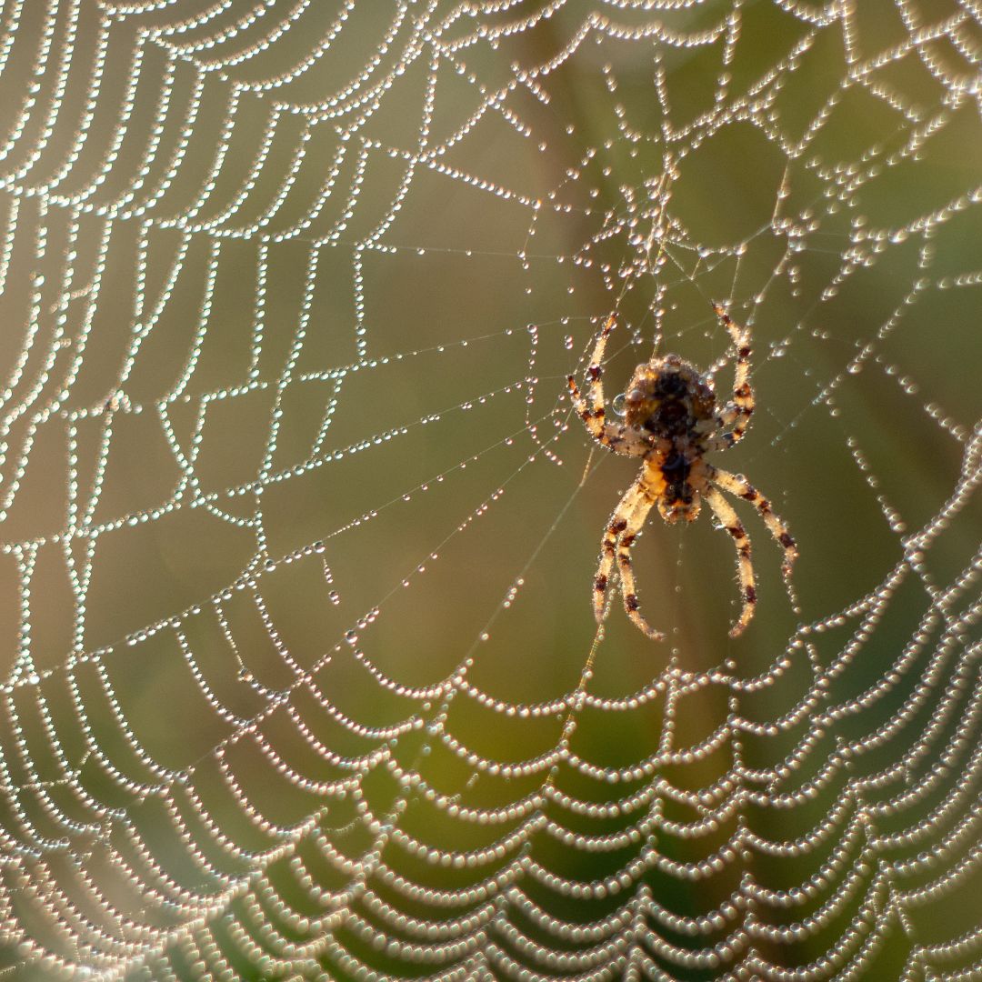 spider in web