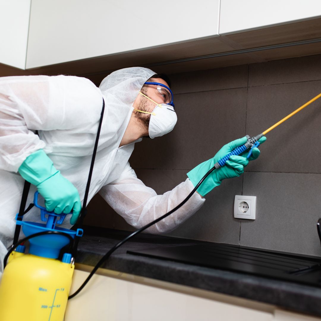 pest control expert
