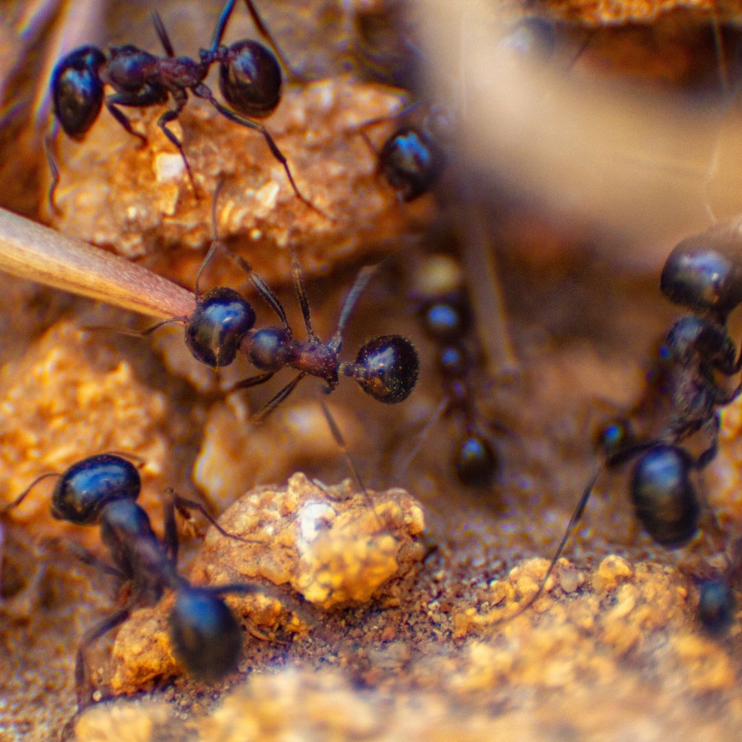 ant infestation