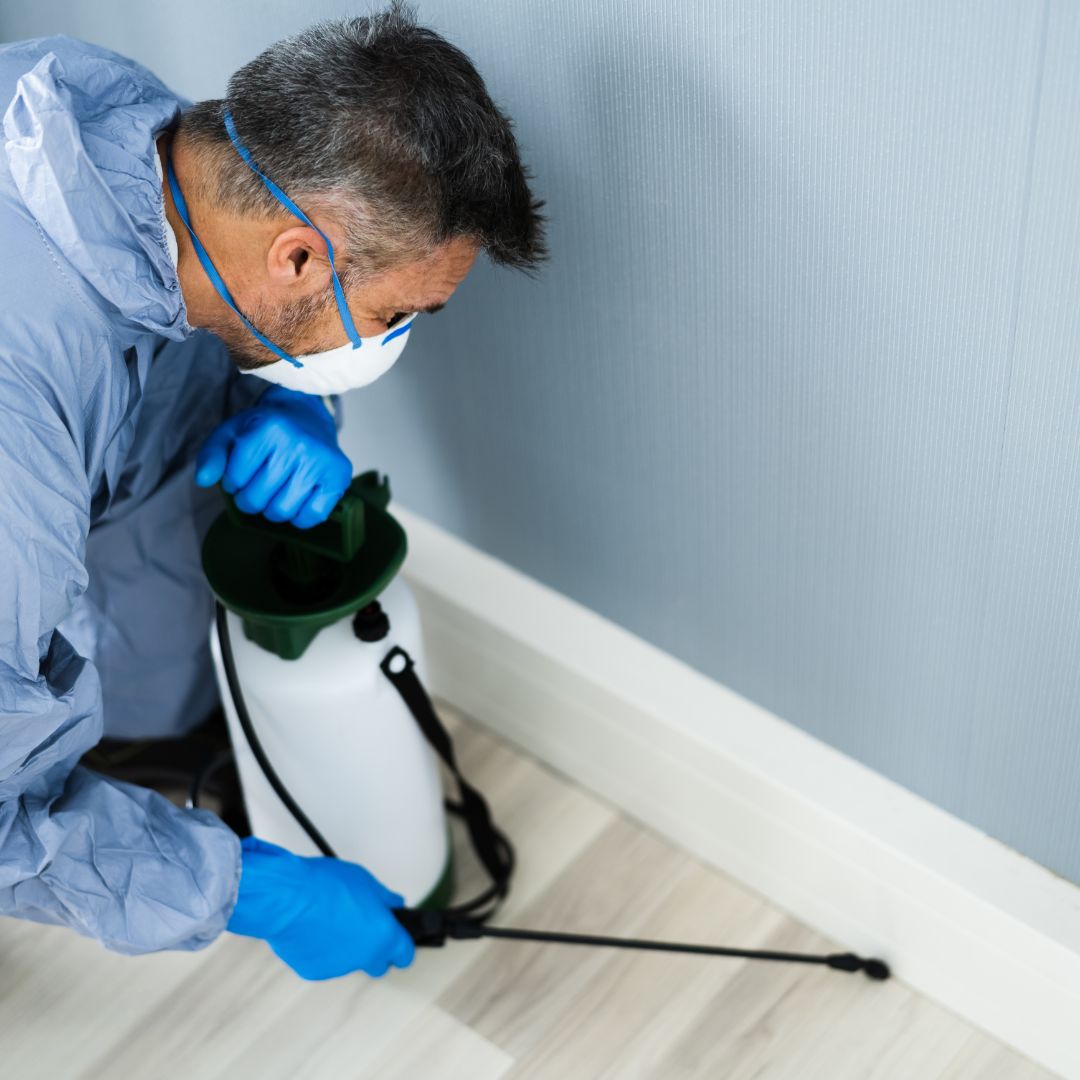 pest control expert spraying baseboards