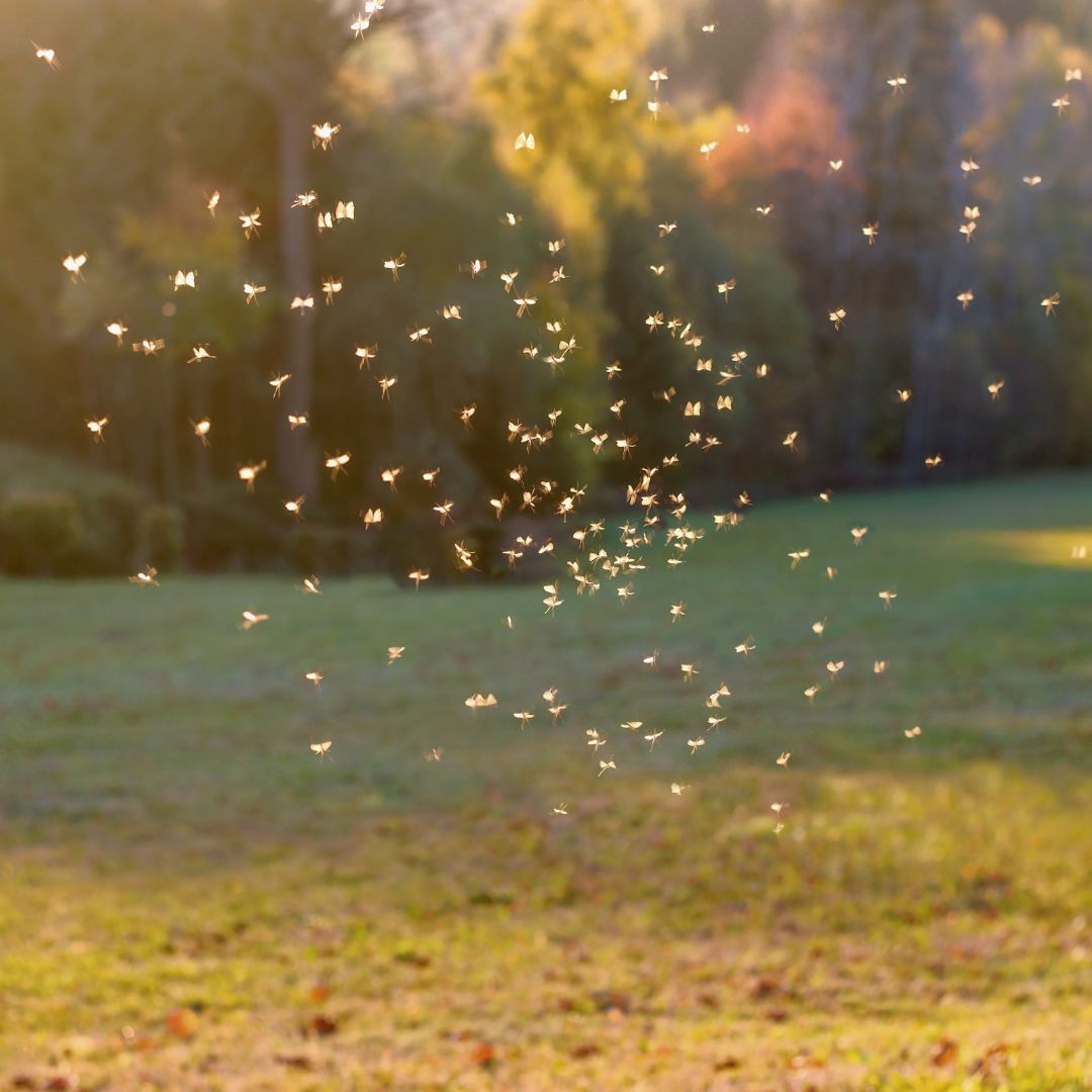 mosquito swarm