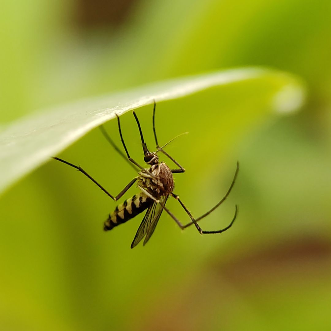 mosquito on plant