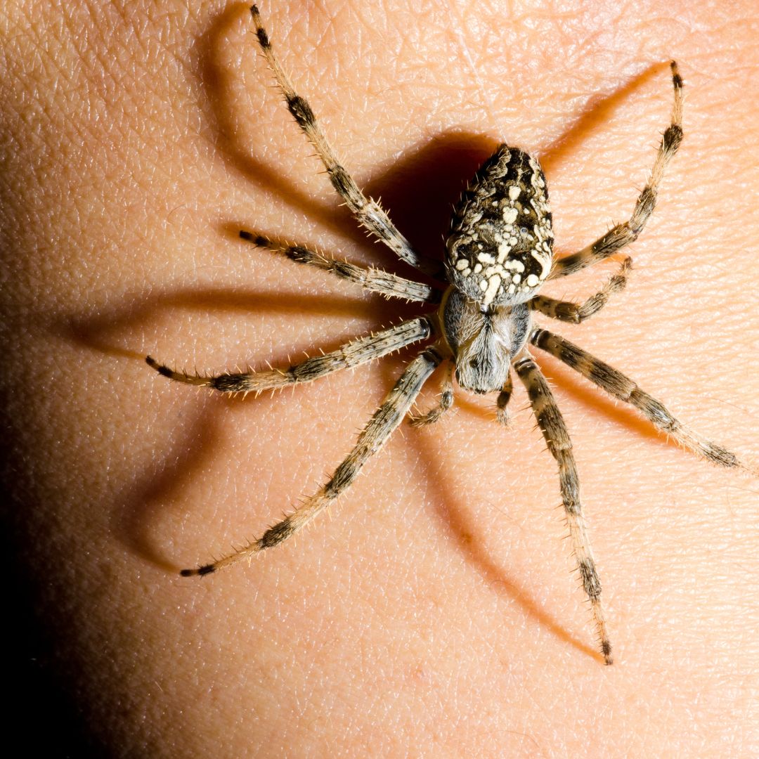 Spider.