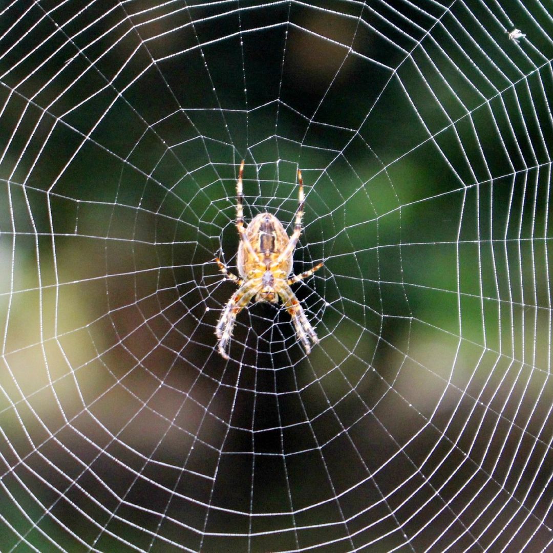 Spider.