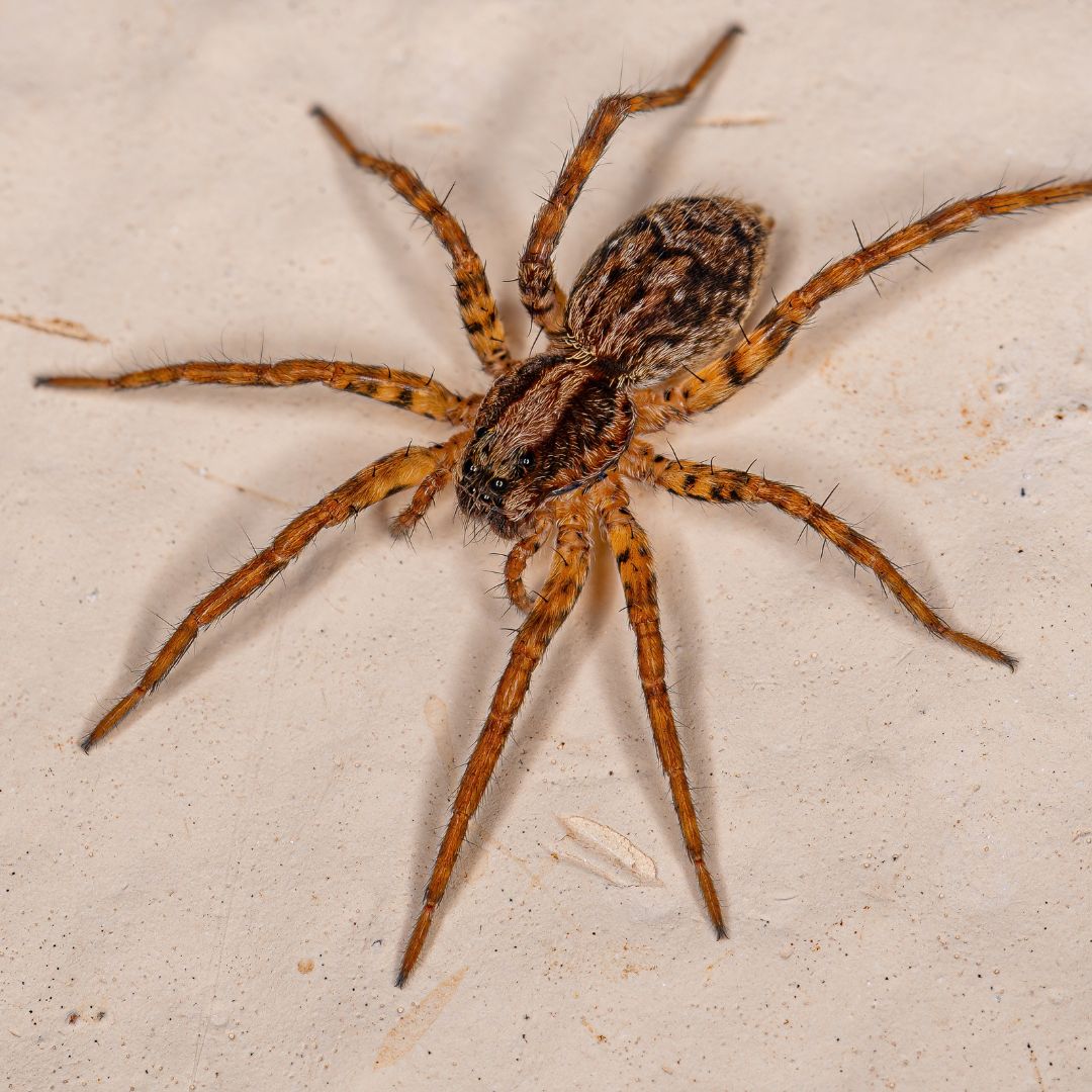 Common Misconceptions About Spiders