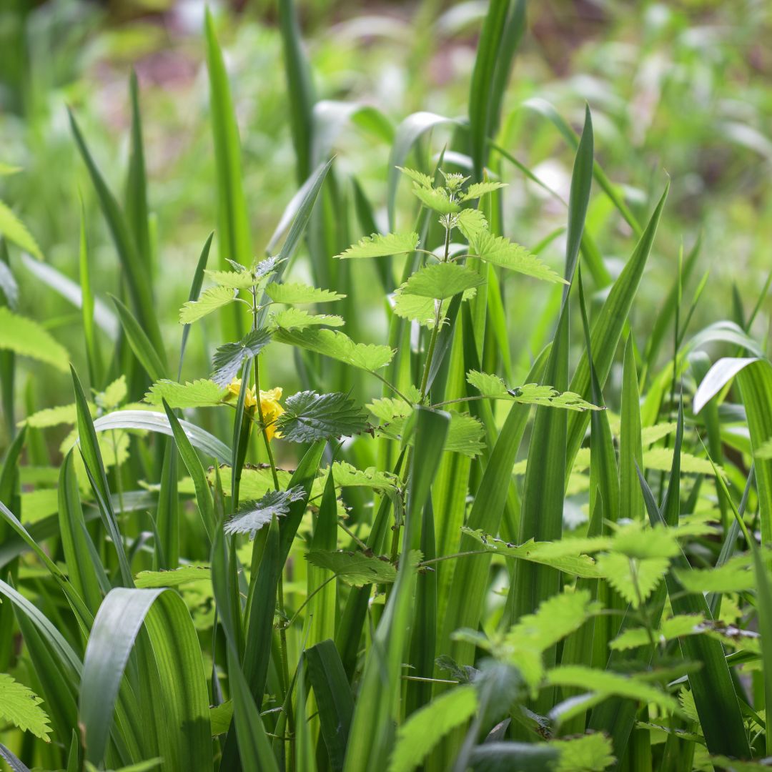 overgrown grass and plants