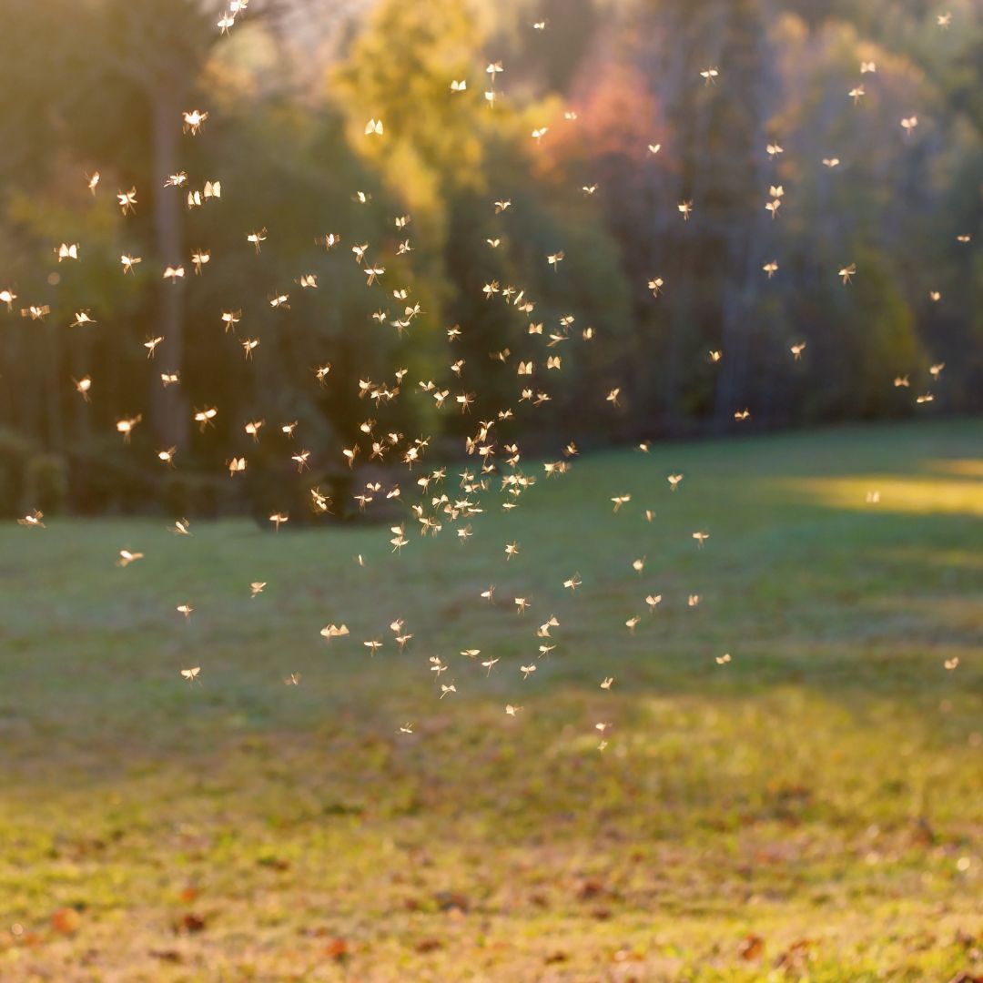 a swarm of mosquitos