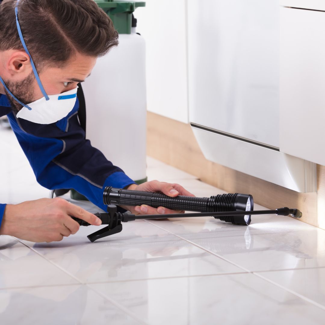 professional pest control contractor looking for root cause
