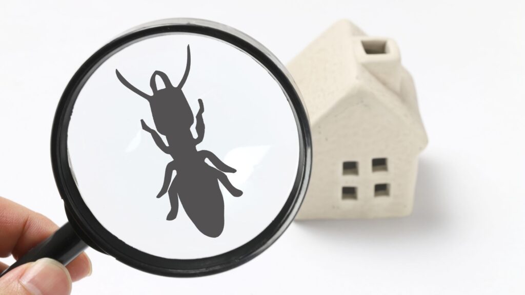house with magnifying glass magnifying pest